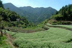 New agricultural landscape photo by Daphne Kao